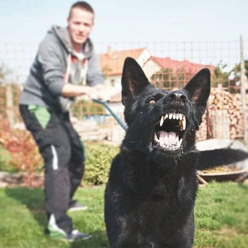 abogado de ataque de perro o mordidas de perro