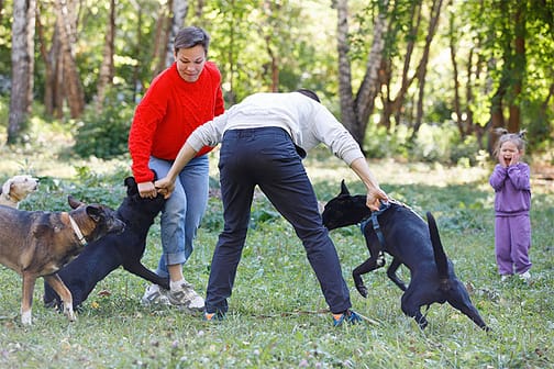 Man trying to separate dogs - Dog bite lawyer for dog attack injuries in Dallas TX