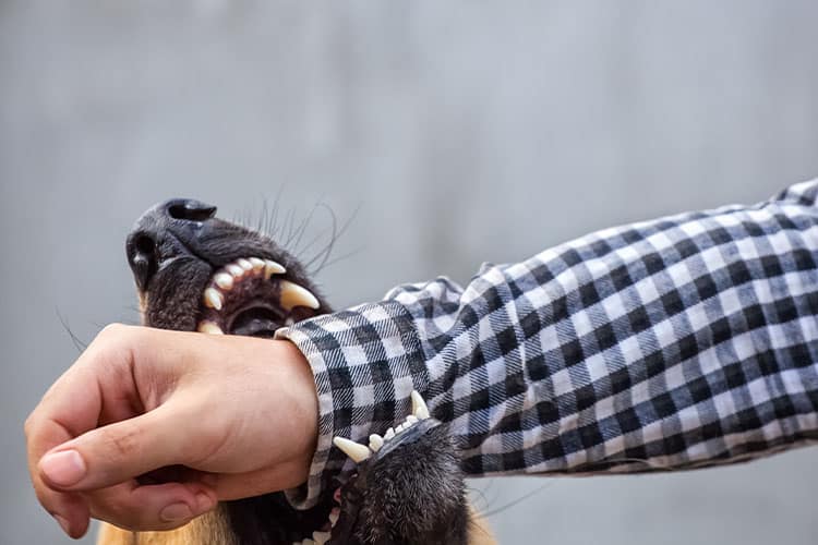 Dog bite on person's arm
